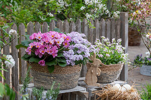 Schleifenblume 'Pink Ice' (Iberis sempervirens), Kaukasische Gänsekresse 'Pink Gem', Primeln 'Spring Bouquet' in Töpfen mit Osternest und Osterhase vor Gartenzaun