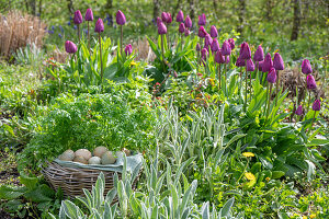 Picknickkorb mit Eiern im Kräuterbeet vor Tulpen (Tulipa)