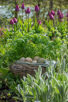 Picnic basket with eggs in the herb bed in front of tulips (Tulipa)