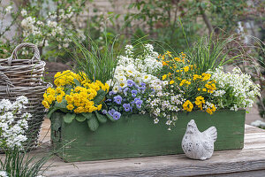 Primel 'Sunny Yellow', Hornveilchen, Gänsekresse 'Alabaster', Steinbrech, Schleifenblume 'Candy Ice', Goldlack 'Winter Power', Gräser in Blumenkasten und Huhn aus Porzellan