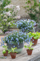 Forget-me-nots (Myosotis) in planters, lettuce in ceramic pots on a wooden table on the patio