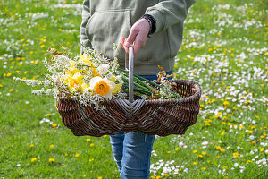 Woman carrying wicker basket with blossoms of rock pear (Amelanchier), daffodils (Narcissus), bride's spirea, marsh bulb