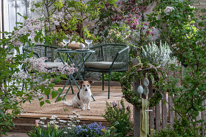 Zwergflieder 'Palibin', Blutpflaume 'Nigra', Tulpen, Marokkomargerite, Vergissmeinnicht  im Blumenbeet und Hund, Osterkranz am Zaun, vor gedecktem Tisch auf Terrasse