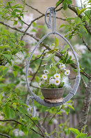 Gänseblümchen (Bellis perennis) in Topf in gebundenem Osterei als Blumenampel