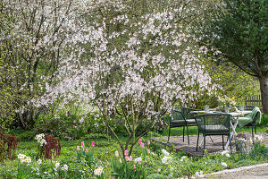 Blühende Felsenbirne (Amelanchier) im Garten vor Blumenbeet und Sitzplatz