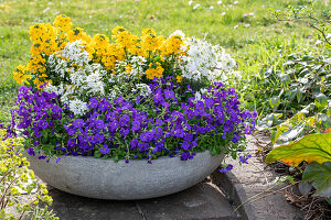 Colourful spring flowers in a stone bowl - blue cushion 'Just Spring Blue', ribbon flower 'Candy Ice', gold lacquer 'Winter Power', 'Winter Cream'