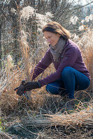 Spring pruning of Chinese reed (Miscanthus)