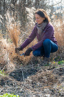 Pruning Chinese reed (Miscanthus) in spring