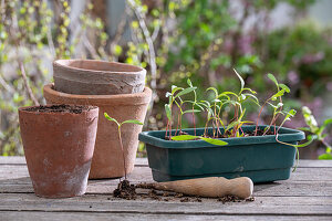 Young plants, pots, (Cosmea) young shoots in flower box