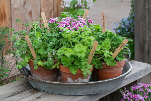 Jungpflanzen von Duftgeranien (Pelargonium) in kleinen Töpfen mit Namensschildern auf Tablett