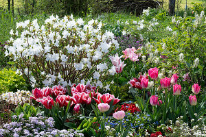 Tulpen 'Angelique', 'Siesta', 'Holland Chic', Schleifenblume 'Candy Ice', Federbuschstrauch, Vergissmeinnicht, Japanische Azalee, Goldlack 'Winter Cream' im Beet