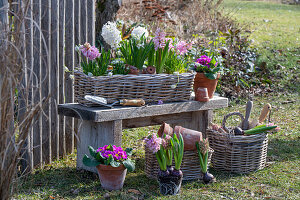 Hyazinthen (Hyacinthus) in Weidenkorb und Primeln (Primula) im Topf auf Holzbank, Werkzeug im Korb