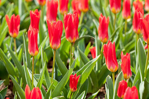 Tulipa kaufmanniana 'Scarlet Baby'