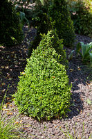 Buxus sempervirens var. arborescens, cone-shaped specimen