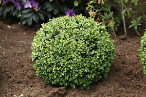 Buxus sempervirens var. arborescens, globe