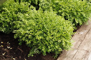 Buxus microphylla 'Herrenhausen' (German)