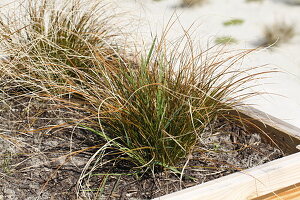 Carex buchananii