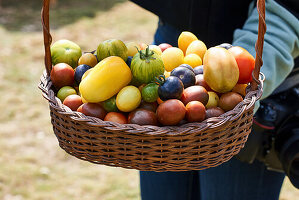 Assorted tomatoes in a basket