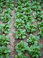 Lamb's lettuce in the field