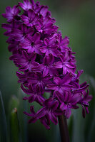 Hyacinthus orientalis 'Woodstock'