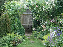 Clematis als Unterpflanzung für Kletterrosen, Holzwand mit Sitzplatz