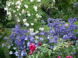 Campanula persicifolia 'Blue Bloomers', Rose 'Ghislaine de Féligonde'