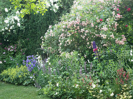 Clematis als Unterpflanzung für Kletterrosen