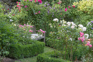 Sitzplatz mit Holzbank zwischen Rosen, Buchs und Clematis