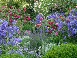 Romantic cottage-style flower bed with roses and perennials