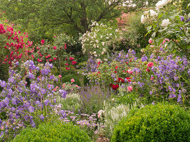 Flowering bed with roses and perennials