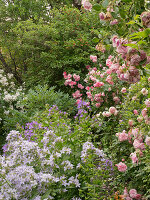 Climbing roses in white and pink