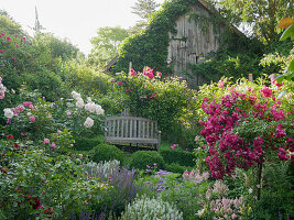 Lush garden with roses and perennials, wooden bench in front of an ivy-covered shed