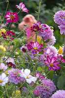 Buntes Beet mit Dahlien und Cosmeen