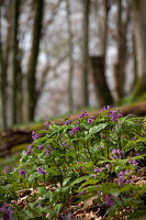 Finger-leaved toothwort (Cardamine pentaphyllos)