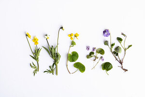 Wild violets (Viola) in yellow, white and purple
