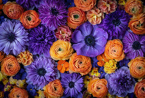 Blüten-Flatlay mit Anemone, Primel (Primula), Stiefmütterchen und Asiatischer Hahnenfuß (Ranunculus)