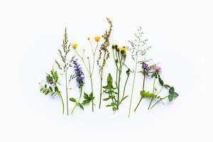 Meadow flowers and grasses of a meadow