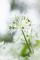 Wild garlic (Allium ursinum)