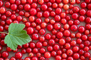 Rote Johannisbeeren (bildfüllend) mit Blatt