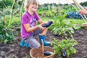 Junge erntet Auberginen im Garten