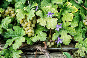 Weiße Weintrauben am Weinstock hängend mit Blüten