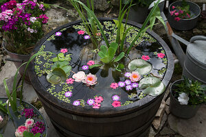 Miniteich mit Blüten und Schwimmpflanzen in einem Fass