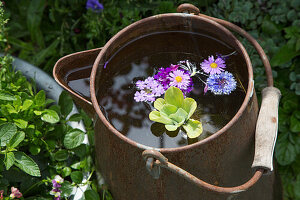 Flowers floating in a pot in the garden
