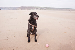 Ein Hund mit seinem Ball am Strand von Newgale; Wales