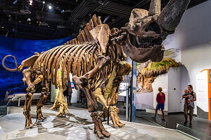 Dinosaurier-Exponate, Royal Tyrrell Museum, Drumheller, Alberta, Kanada, Nordamerika