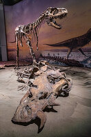 Dinosaurier-Exponate, Royal Tyrrell Museum, Drumheller, Alberta, Kanada, Nordamerika