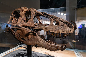 Dinosaurier-Exponate, Royal Tyrrell Museum, Drumheller, Alberta, Kanada, Nordamerika