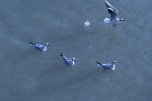 Birds in water