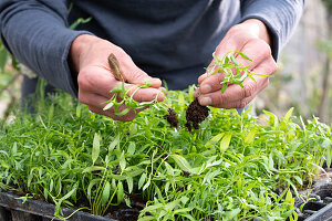 Planting sown Moroccan toadflax (Linaria maroccana) in pots, seedlings