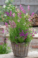 Moroccan toadflax (Linaria maroccana), colorful flowers, in a wicker basket on the patio